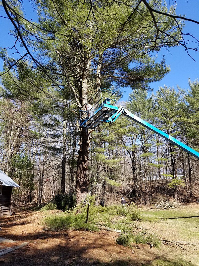 Tree Services
