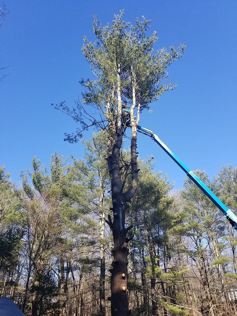Tree Services