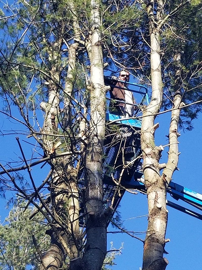 Tree Services