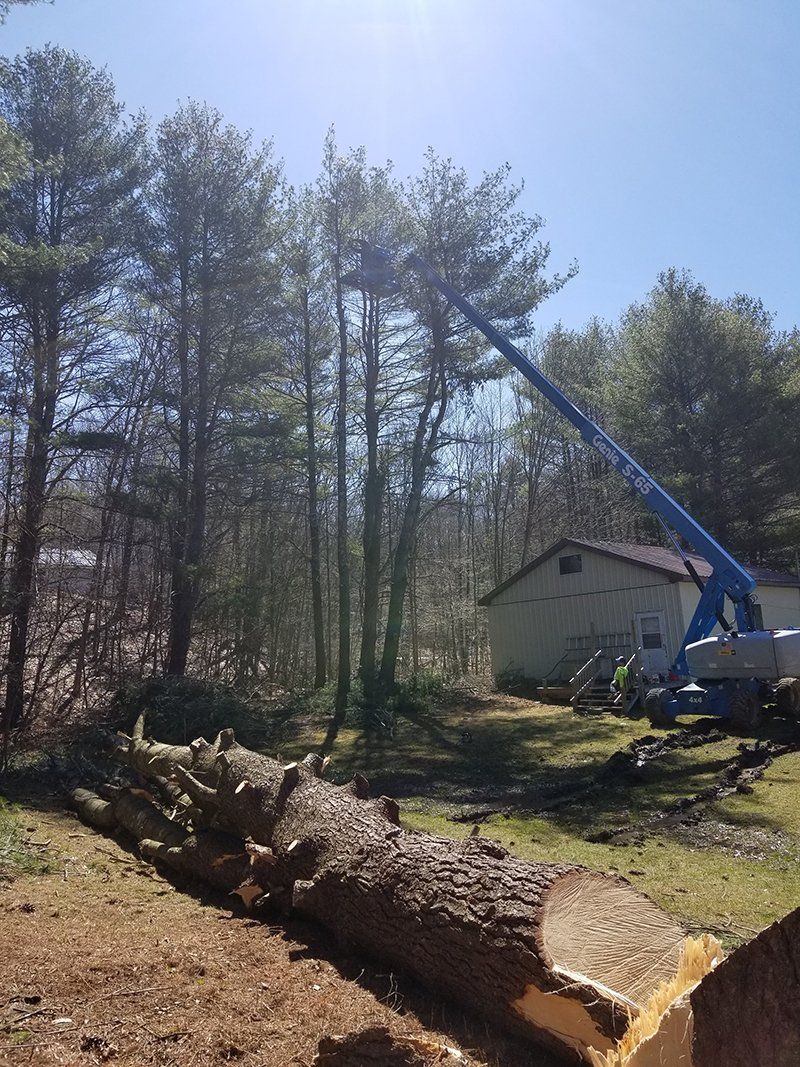Tree Services