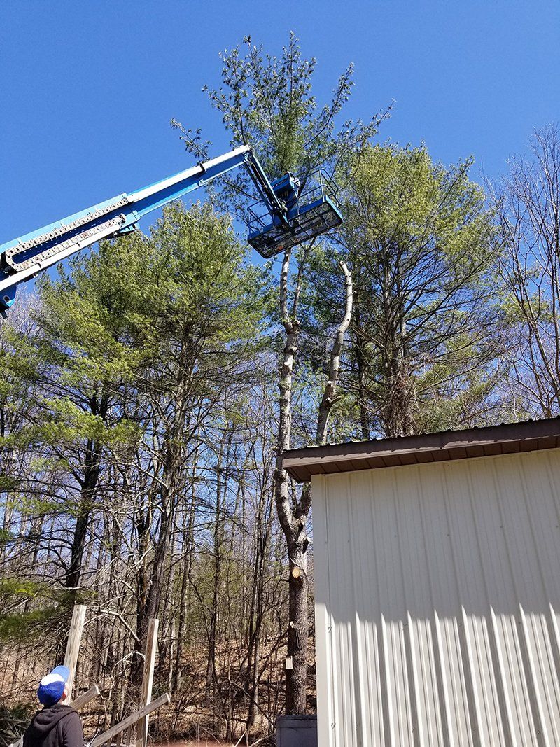 Tree Services