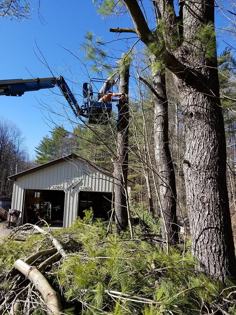 Tree Services