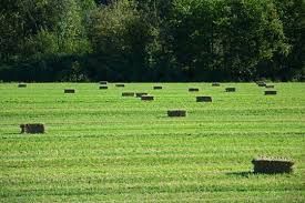 hay for sale
