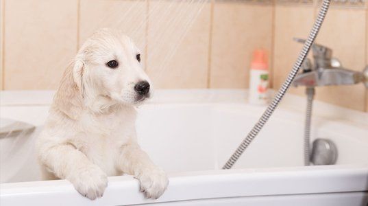 can a puppy take a bath after vaccination