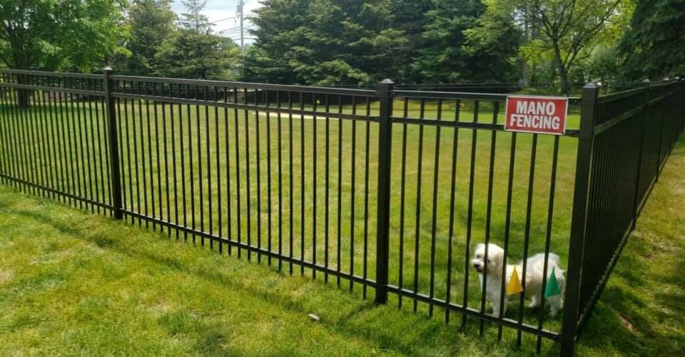 A small white dog stands inside a black aluminum fenced yard with a red 