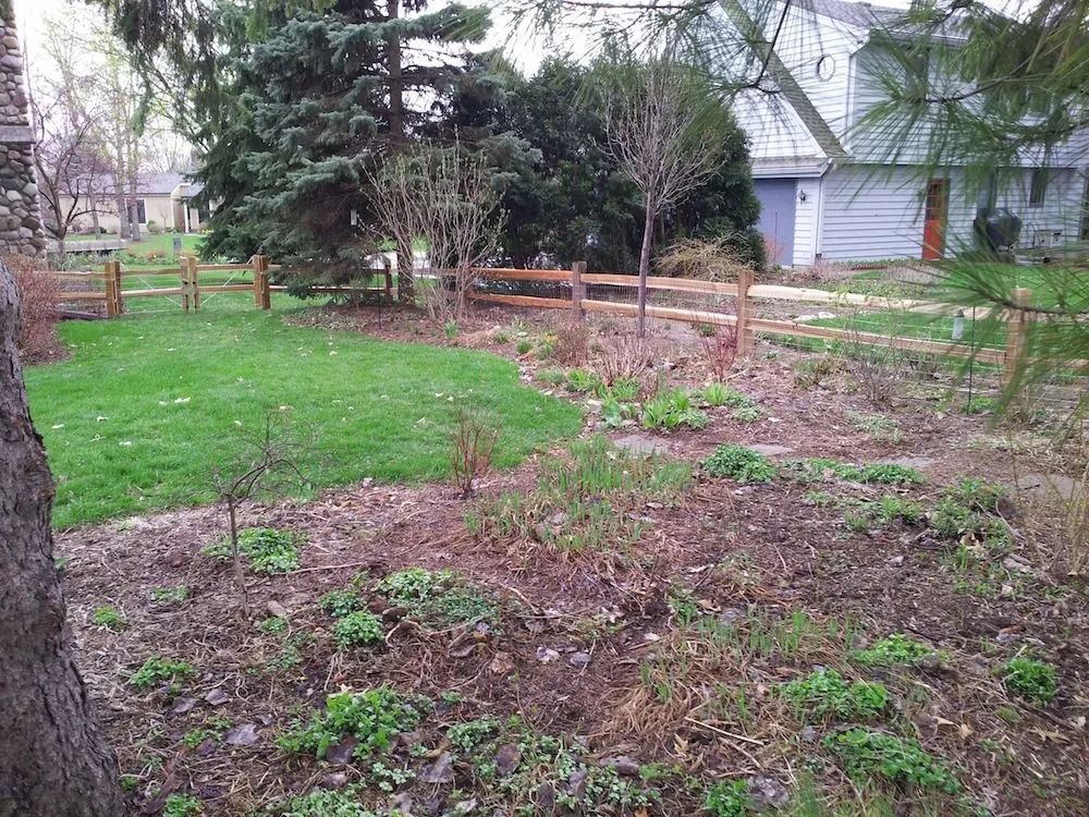 A backyard scene with a green lawn, a wooden fence, mulched garden beds, and trees, with a house visible in the distance.