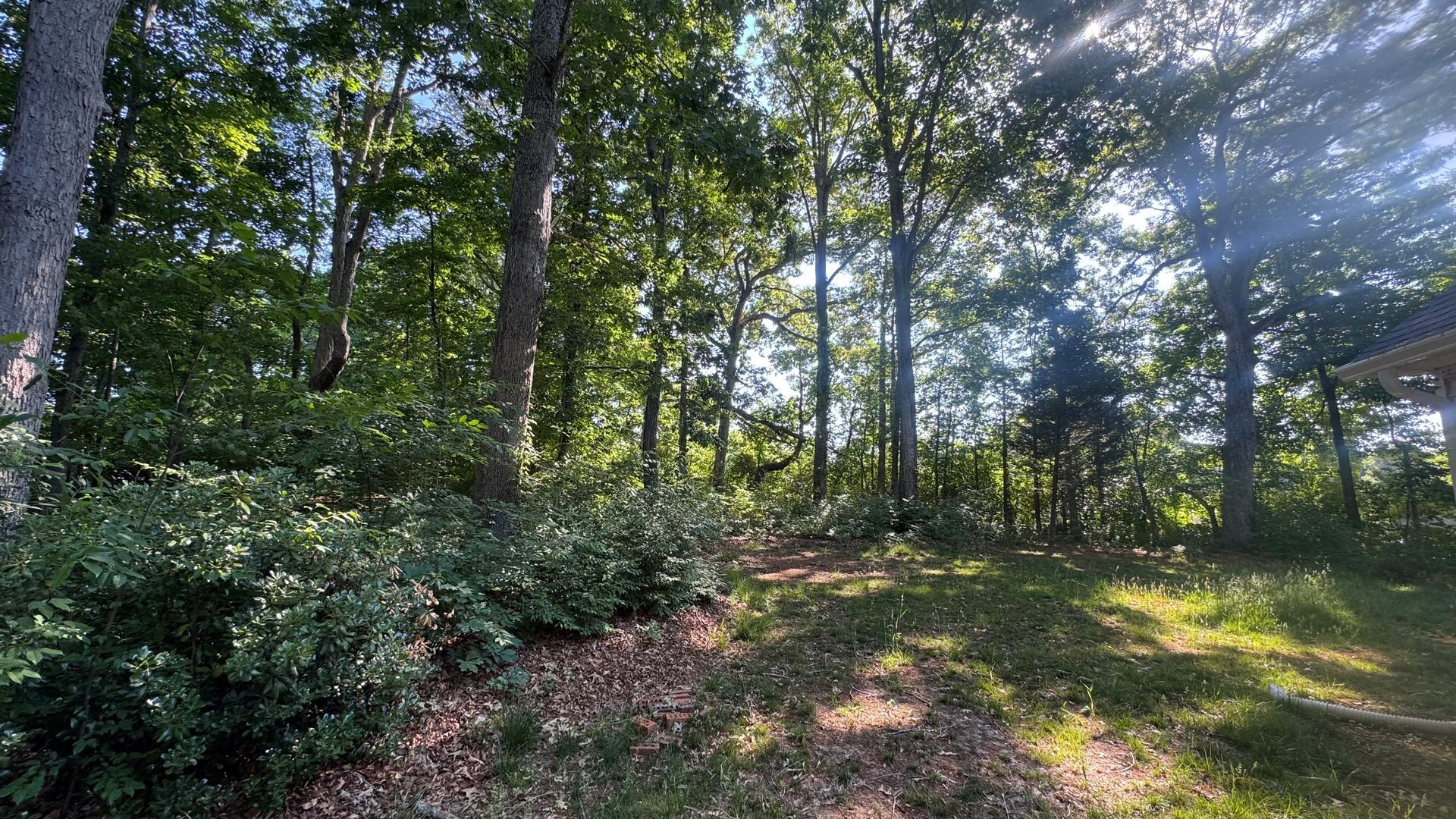 Sunny forest trail with tall trees, green undergrowth, and sunlight filtering through the leaves.
