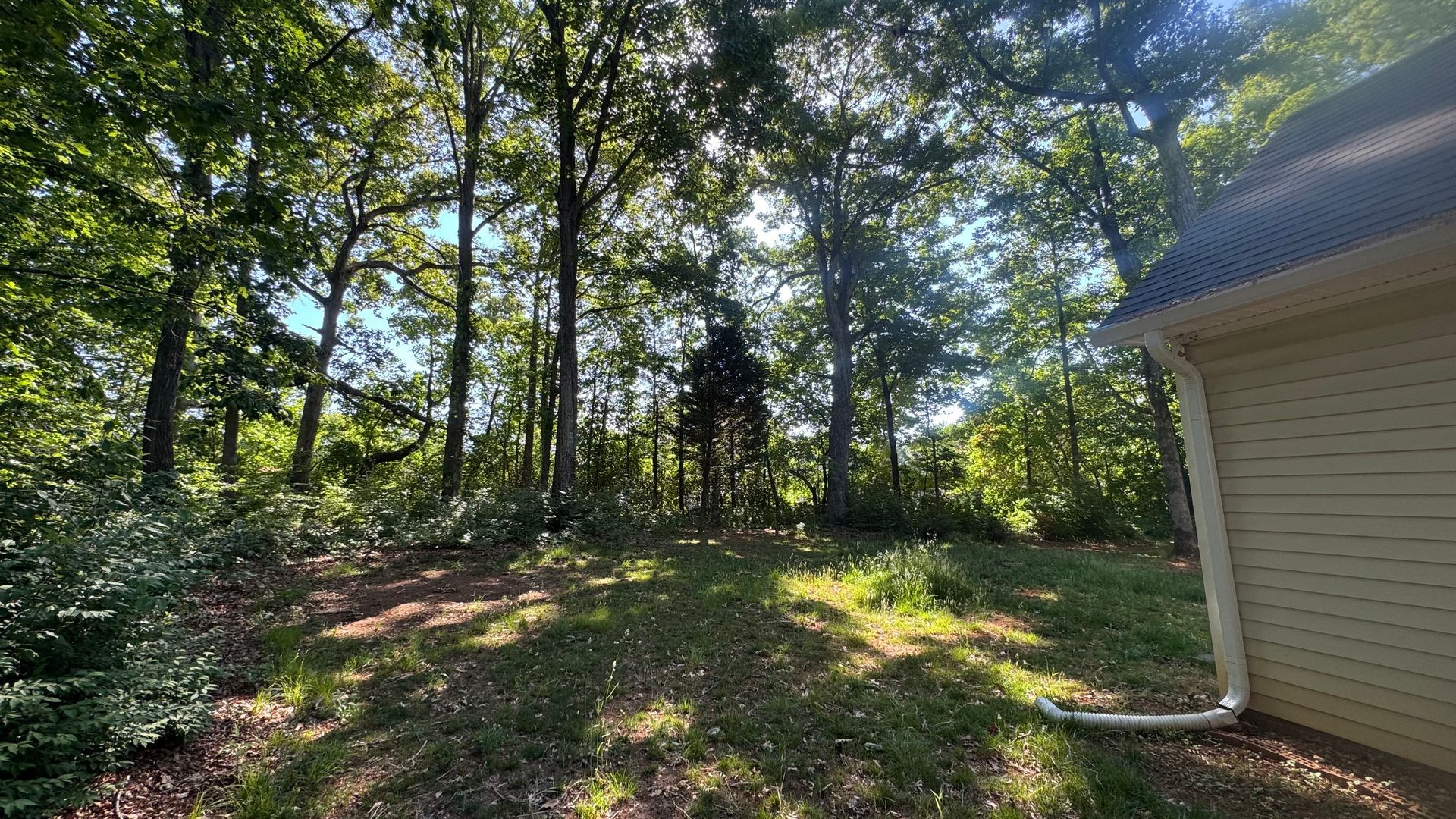 Wooded backyard with sunlit trees, a grassy slope, and the corner of a house on the right.