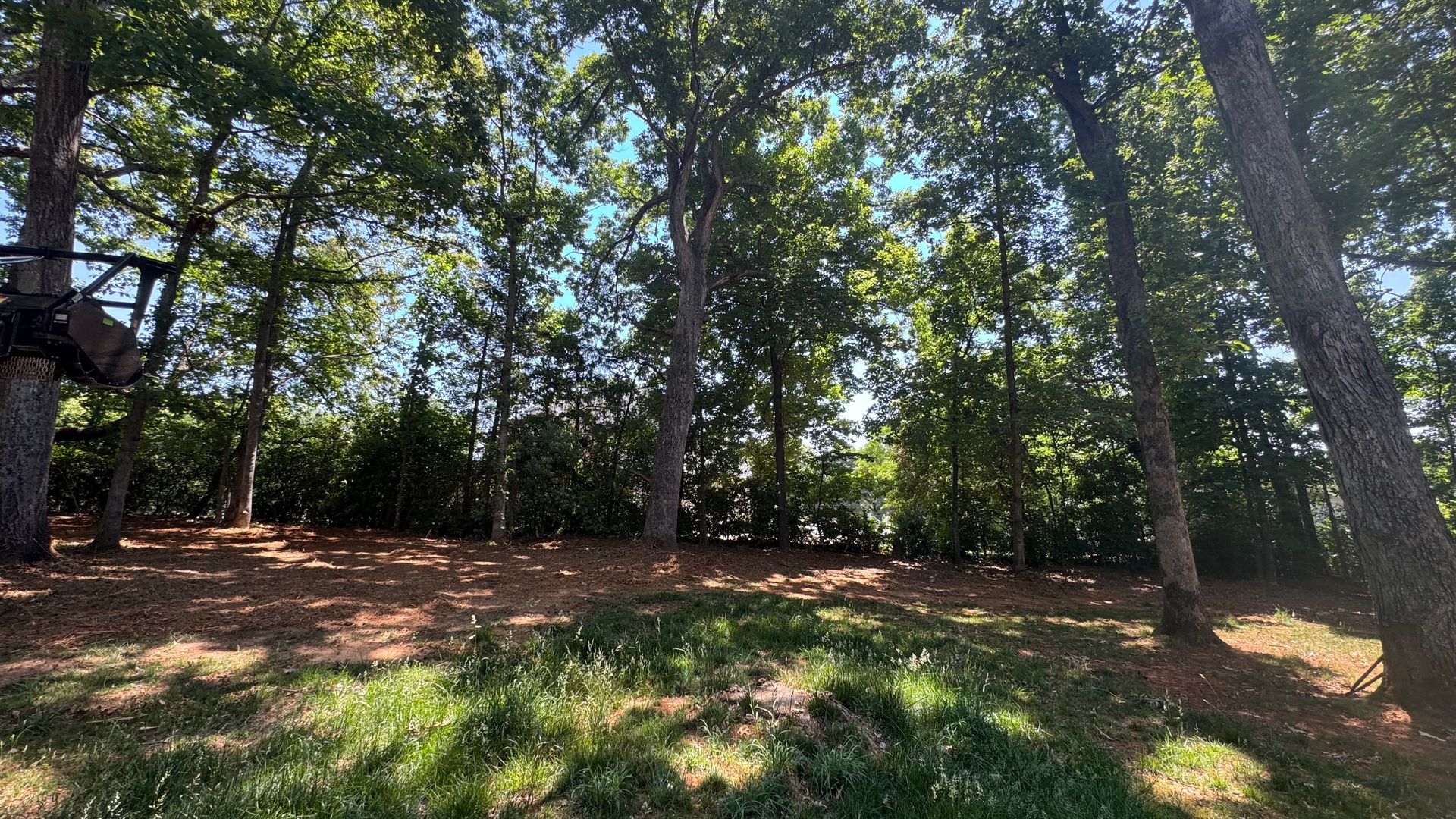 Wooded park with tall trees, dappled sunlight, and a grassy clearing with dry leaves.