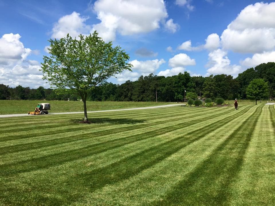 Lawn mower cutting stripes in a green grassy field on a sunny day. A small tree stands in the foreground, with more trees in the background.
