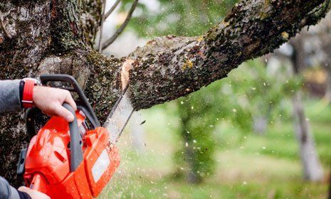 Man cutting trees using an electrical chain saw and professional tools