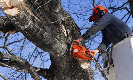 Worker cutting a dead tree using a chain saw