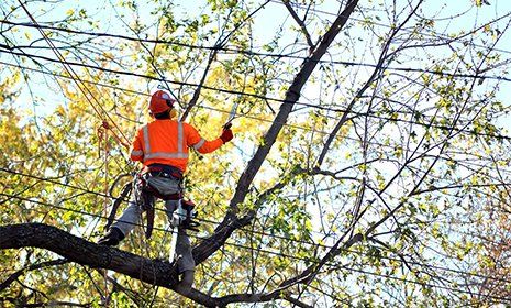 Worker pruning a tree