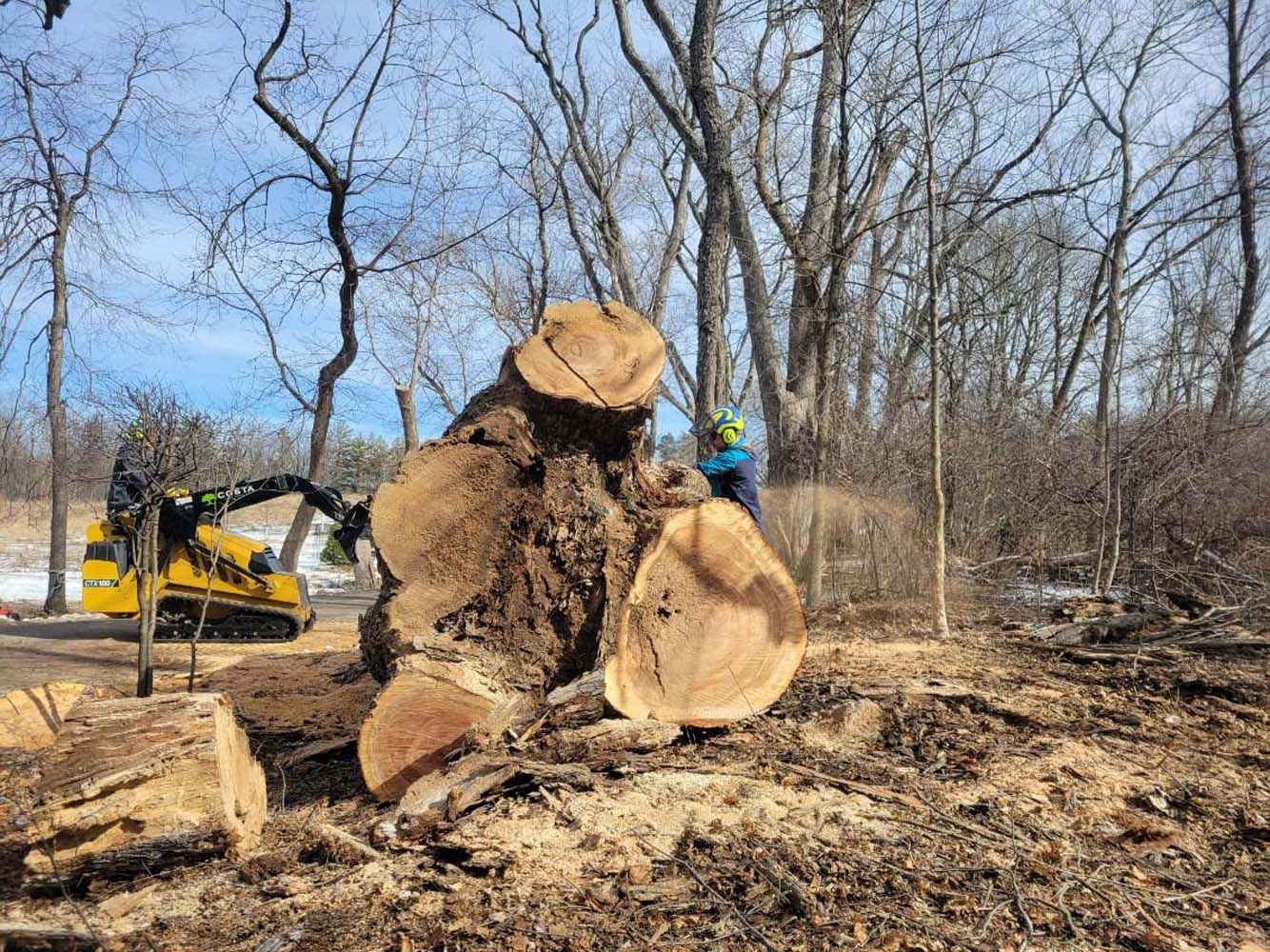 Tree stump and felled wood with person, small excavator, and bare trees in a wooded area.