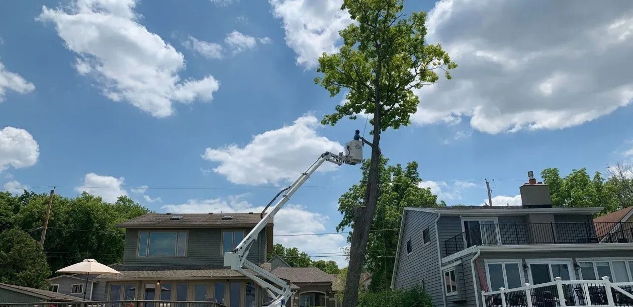 A tree trimmer in a lift truck is cutting branches from a tall tree in front of a house on a sunny day.