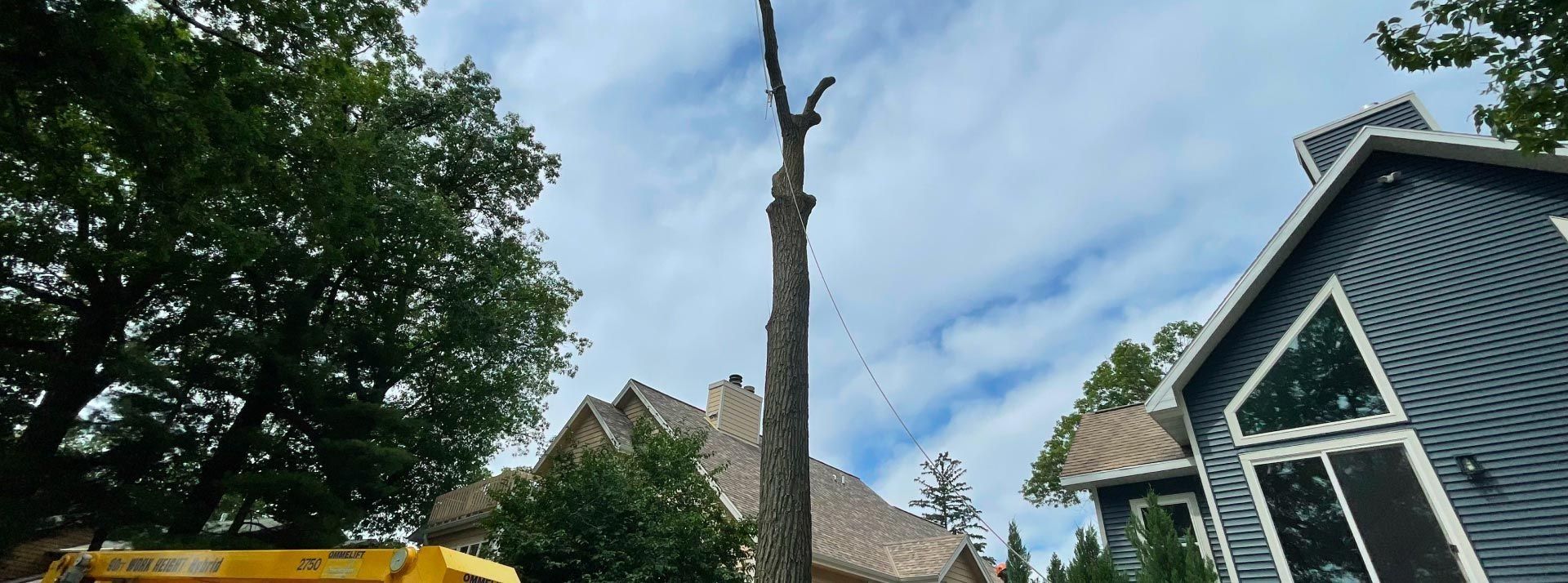 A tall, dead tree stands between two houses under a cloudy sky.