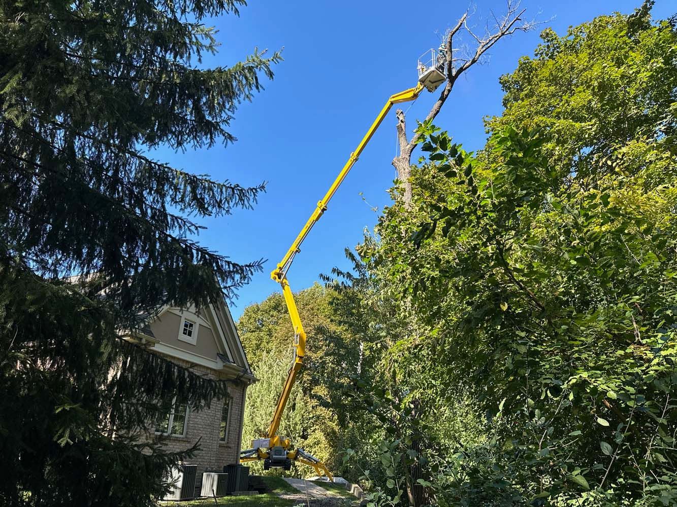 Yellow boom lift trimming tree branches near a house on a sunny day.