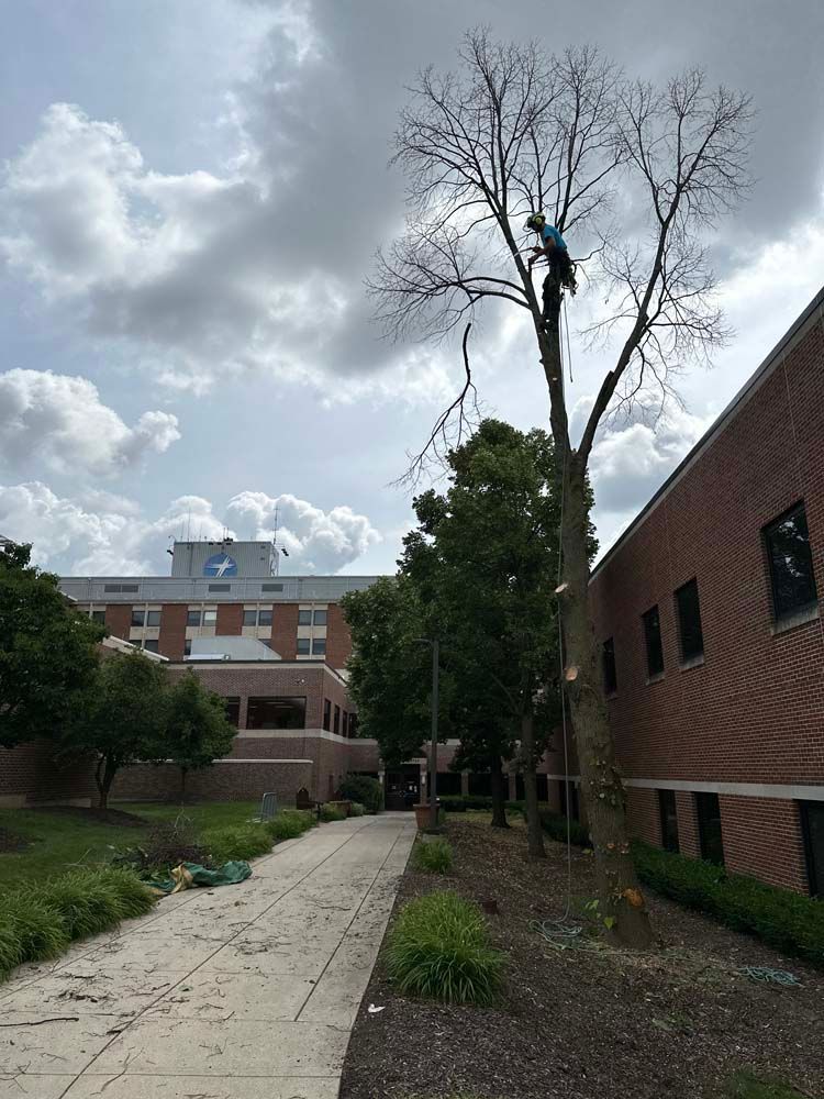 Tree trimmer in a bare tree next to a brick building. Hospital in the background under a cloudy sky.