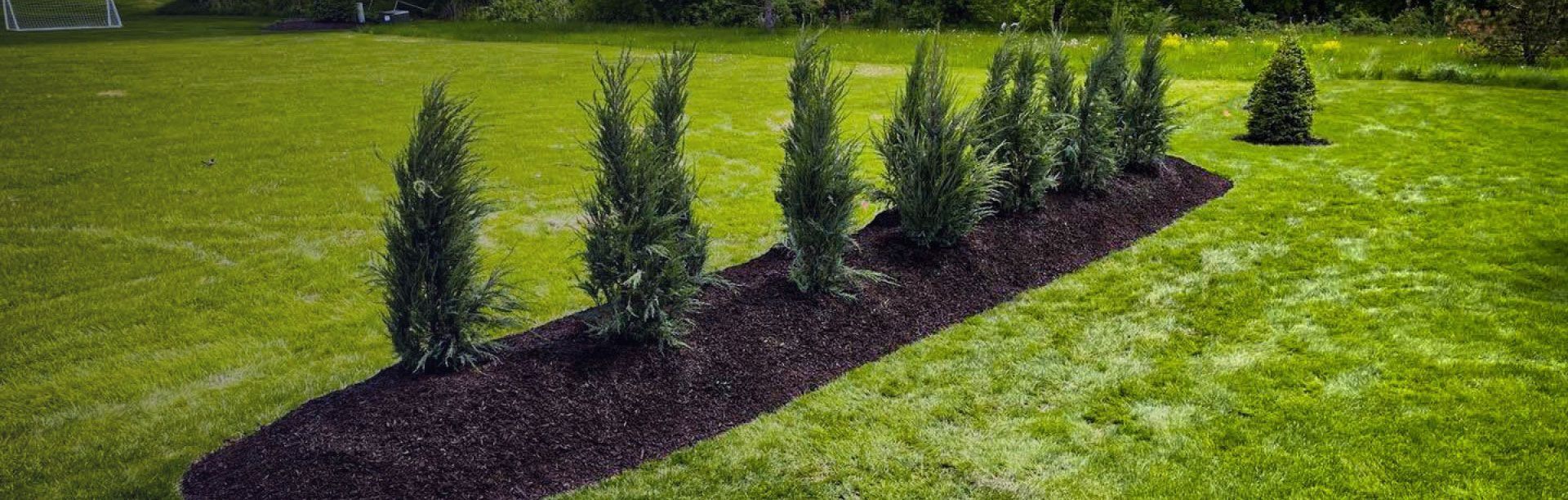 Row of green, conical trees in a bed of dark mulch on a lawn.