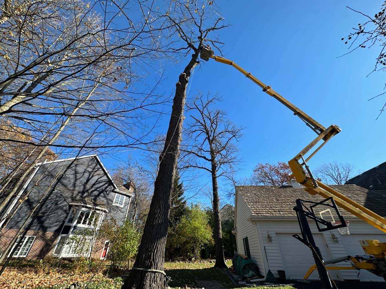A tall tree being trimmed by a yellow lift crane. A house with a dark roof and a clear blue sky.