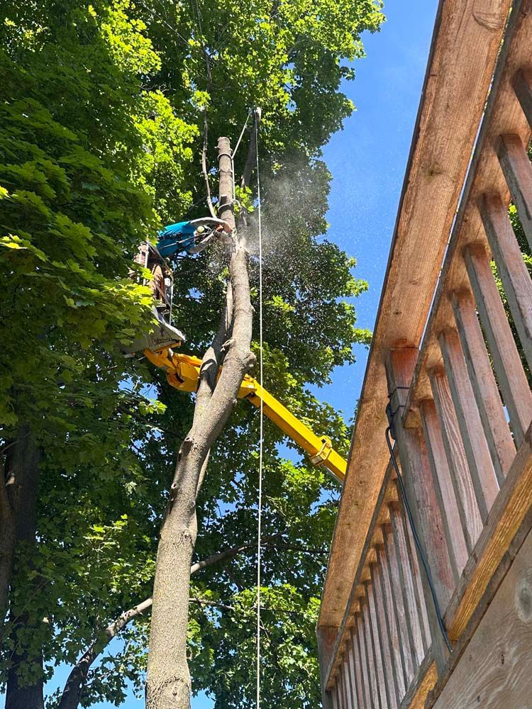 Arborist in a tree, using a chainsaw. Yellow lift and wooden railing are visible.