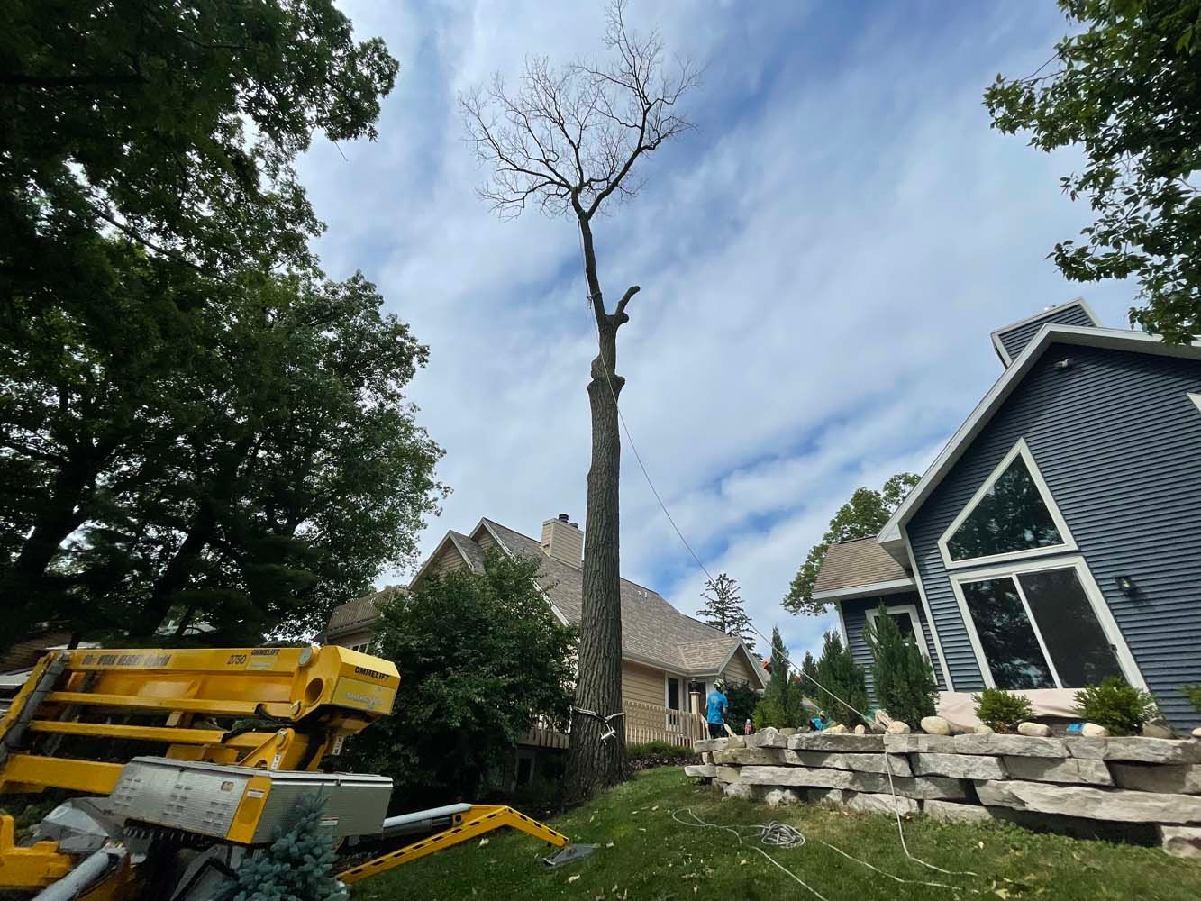 A tall, bare tree trunk stands near a house with a blue facade and a yellow construction vehicle.