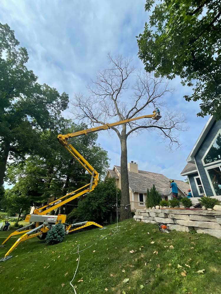 Yellow lift trimming a bare tree in a residential yard, blue sky, house visible.