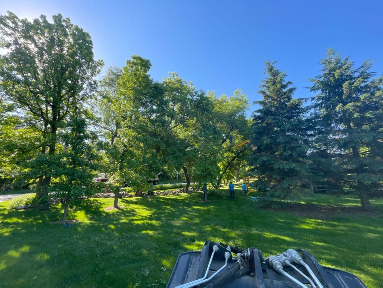 Green trees in a grassy yard under a blue sky, sunlight filtering through foliage, a black shovel in the foreground.