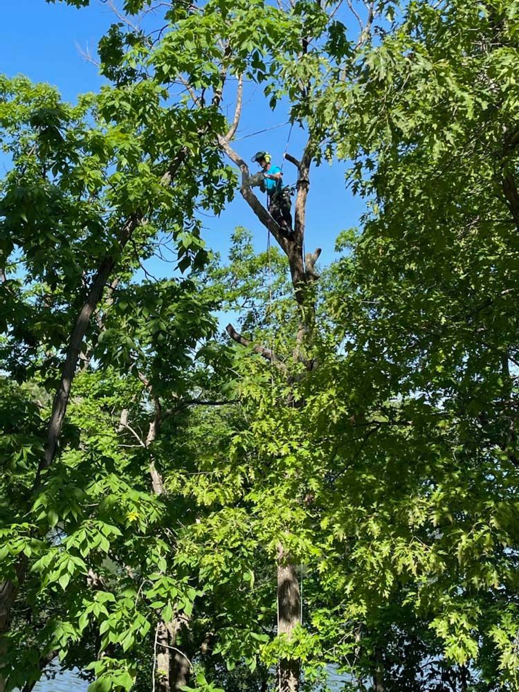 Person trimming a tall tree against a blue sky, surrounded by green leaves.