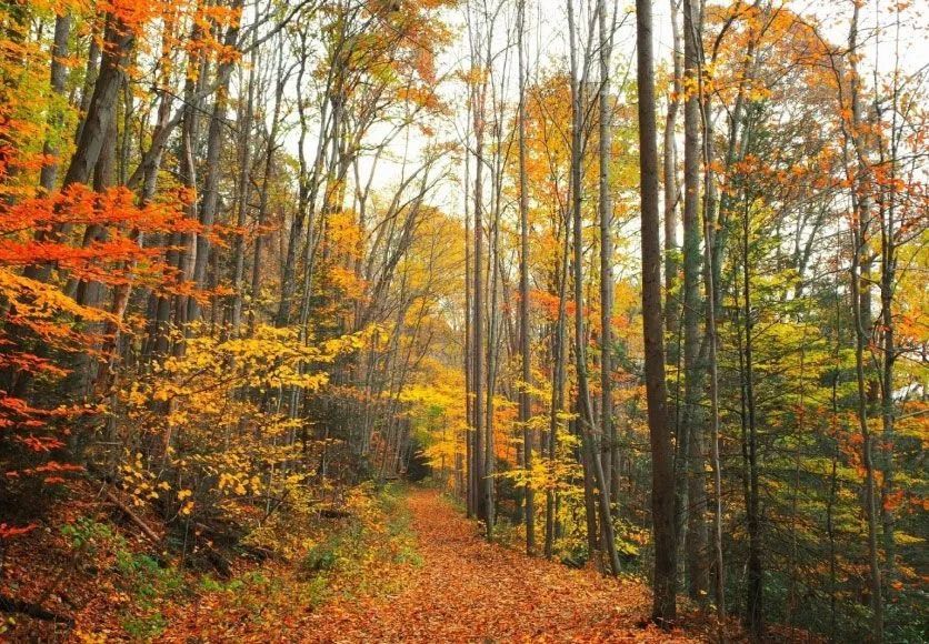 Fall foliage along a forest path with fallen leaves. Trees display orange, yellow and green leaves.