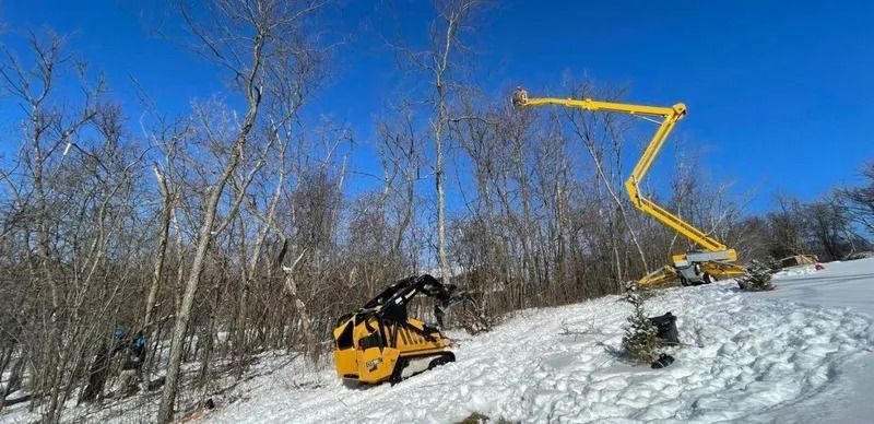 A yellow machine and a black one cut trees in a snowy forest under a bright blue sky.