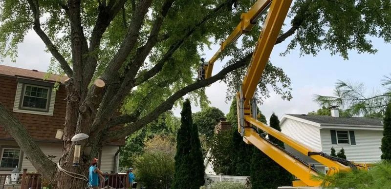 A tree being trimmed by a worker in a yellow lift; houses in the background.