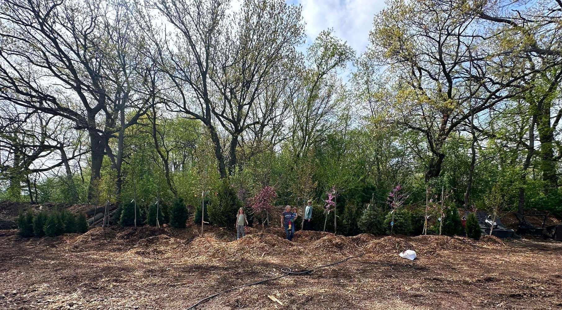 A line of recently planted trees and bushes with mulch; larger trees in the background under a blue sky.