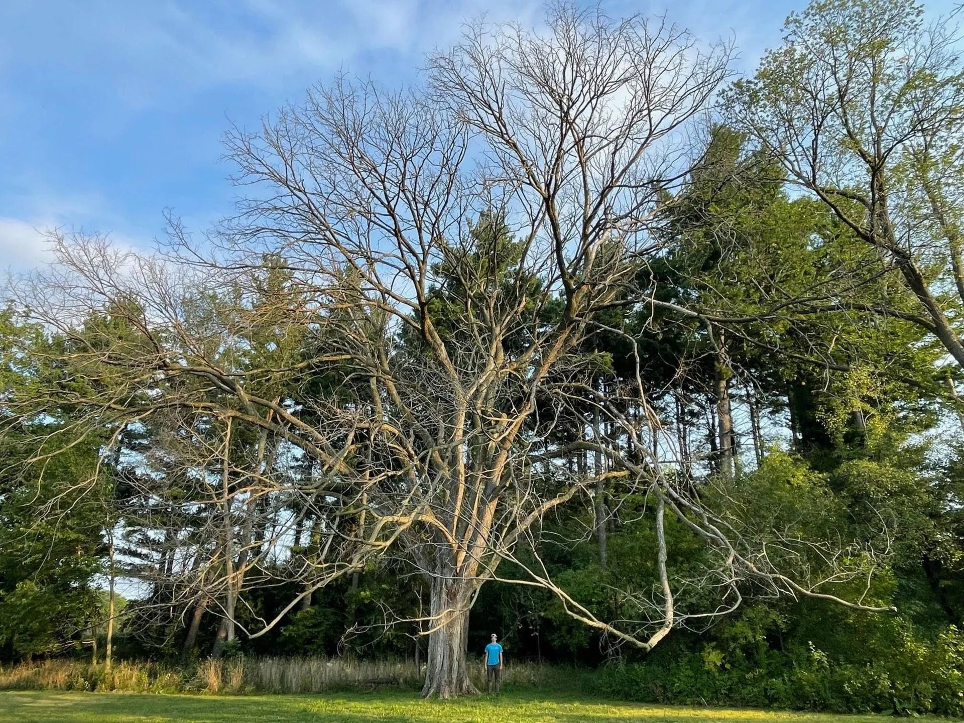 Large tree with many bare branches, a person standing nearby, green trees in the background, blue sky.