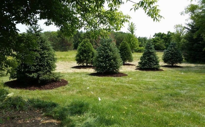 Green trees in a grassy field with dark mulch around their bases, under a bright sky.