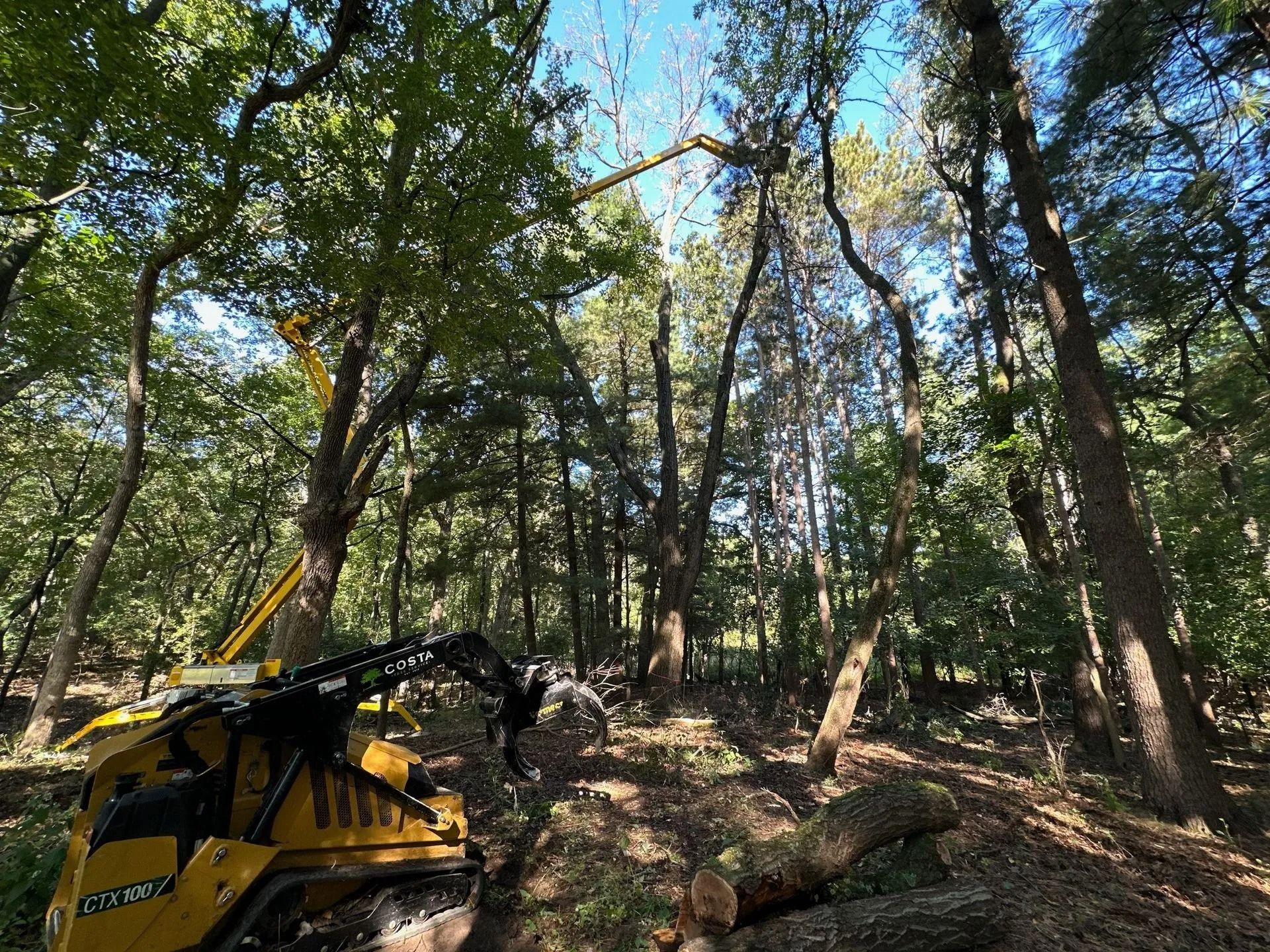 Yellow tree-cutting machine in a forest, working on branches under a blue sky.