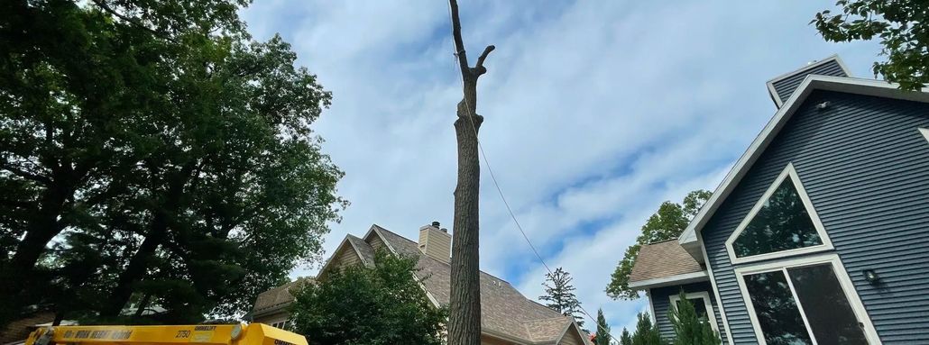 A tall, bare tree trunk against a cloudy sky, flanked by trees and houses.