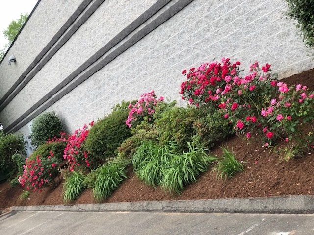Red and pink rose bushes in front of a white brick wall, on a sloped bed covered in brown mulch.