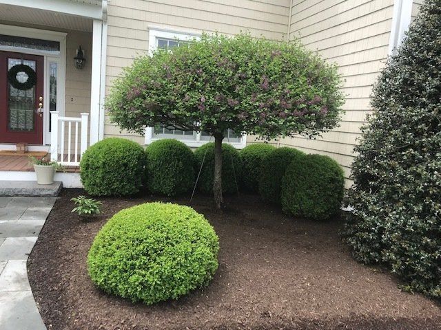 A well-manicured front yard with trimmed green bushes and a rounded tree, mulched beds, and a house facade.