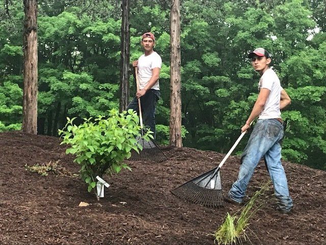 Two people raking mulch in a garden, with trees in the background.