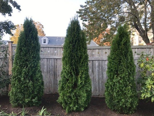 Three tall, green, conical evergreen trees in a row against a weathered wooden fence.