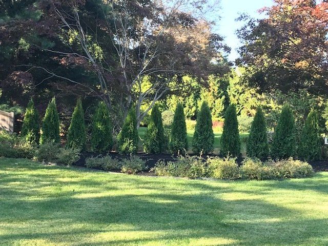 Row of conical green trees in a garden, with green grass and larger trees in the background.