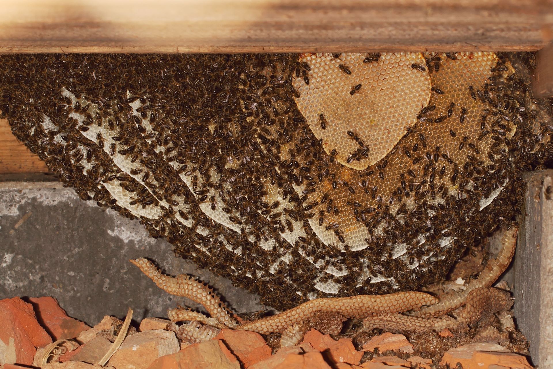How to Identify and Manage Bee Infestations in Your Home