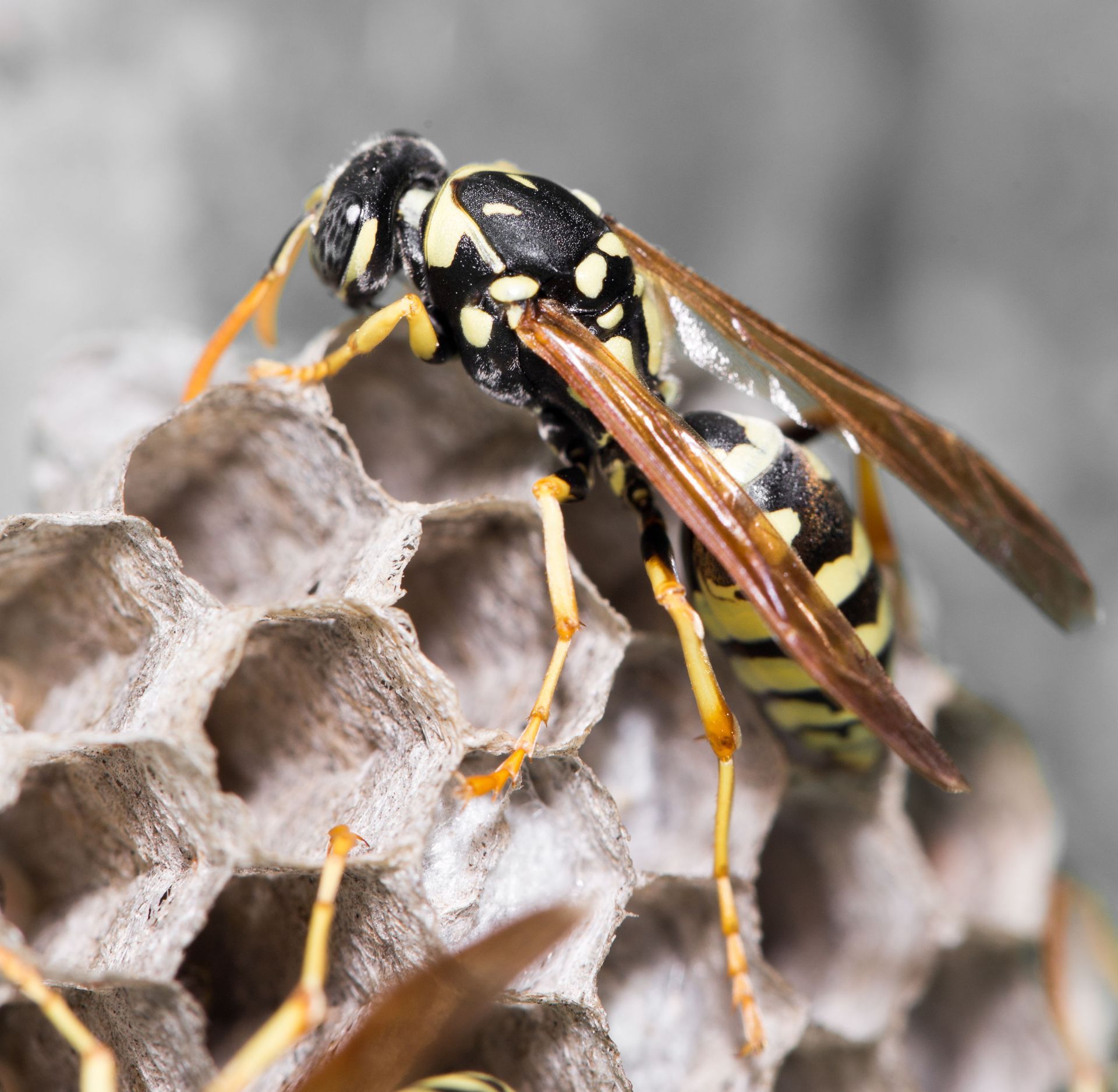 Top Signs of a Wasp Infestation and When to Call the Experts