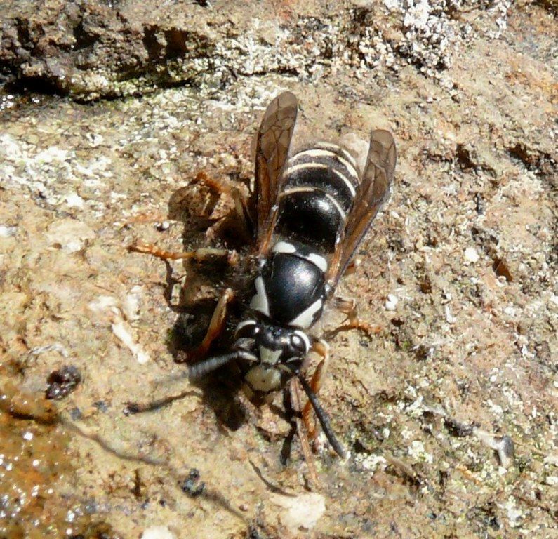A black and white wasp is sitting on a rock.