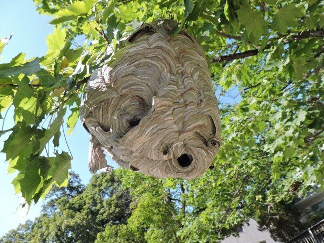 A large wasp nest is hanging from a tree branch.