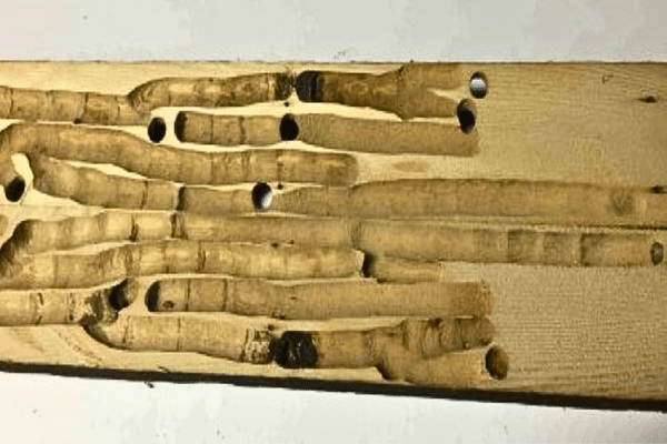 A close up of a piece of wood with holes in it