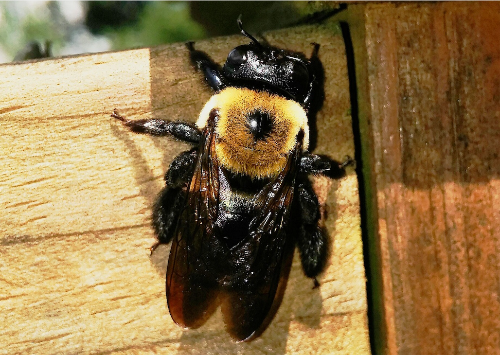 A black and yellow bee is sitting on a wooden surface.