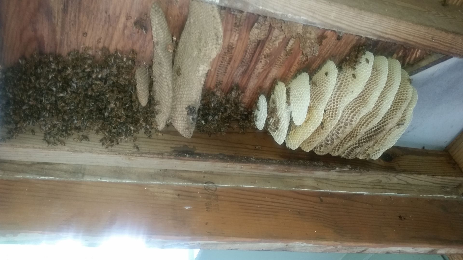 A close up of a beehive on a wooden ceiling.