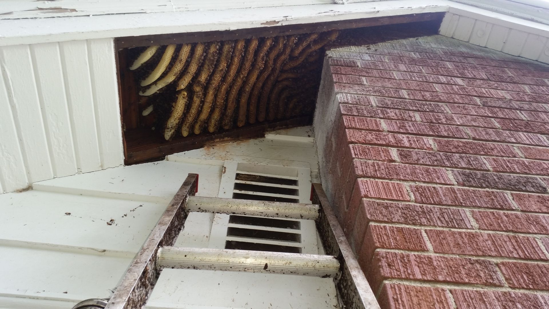 A ladder is sitting on the side of a brick building next to a beehive.